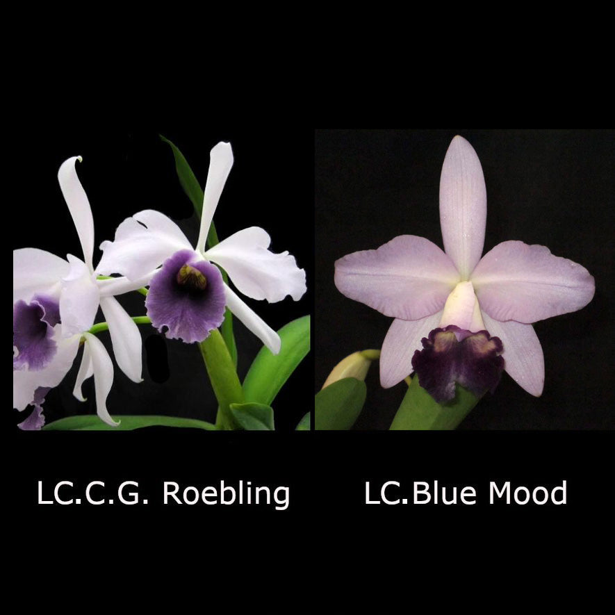 LC. C.G. Roebling 'Beechview' AM/AOS x LC. Blue Mood 'Fancy Face'