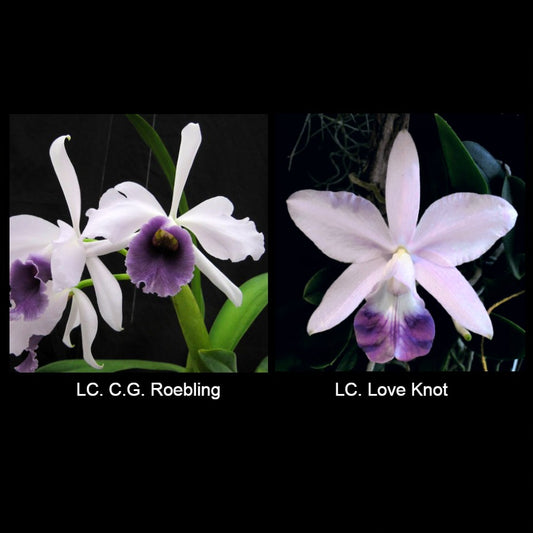 LC. C.G. Roebling 'Beechview' AM/AOS x LC. Love Knot 'SVO' HCC/AOS