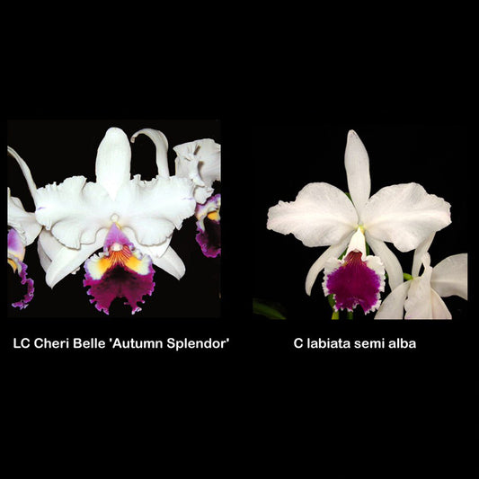 LC. Cheri Belle 'Autumn Splendor' x C. labiata var. semi alba