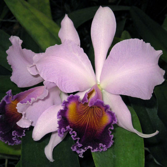LC. Dinard 'Blue Heaven' AM/AOS