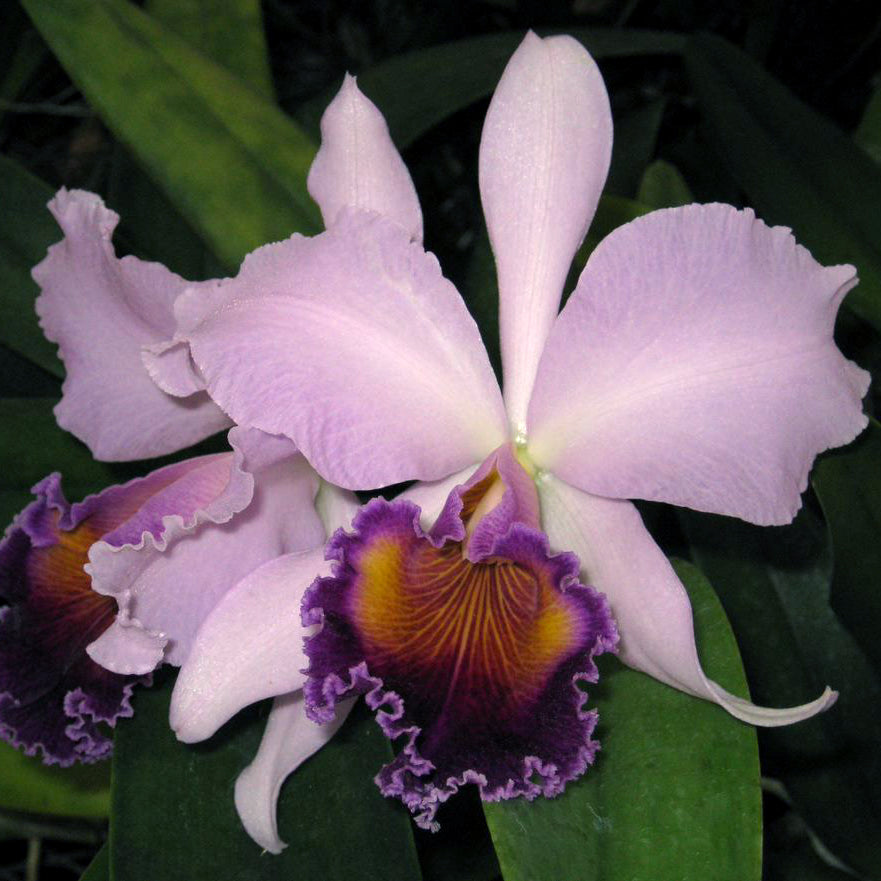 LC. Dinard 'Blue Heaven' AM/AOS