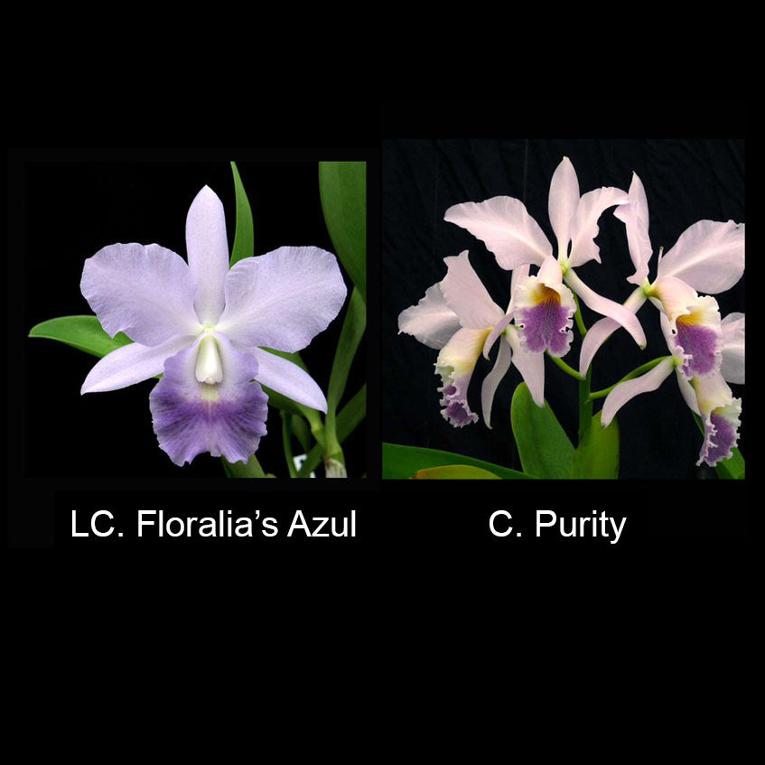 Cattleya Floralia's Azul 'Sandra' AM/AOS x C. Purity 'Whitlow'