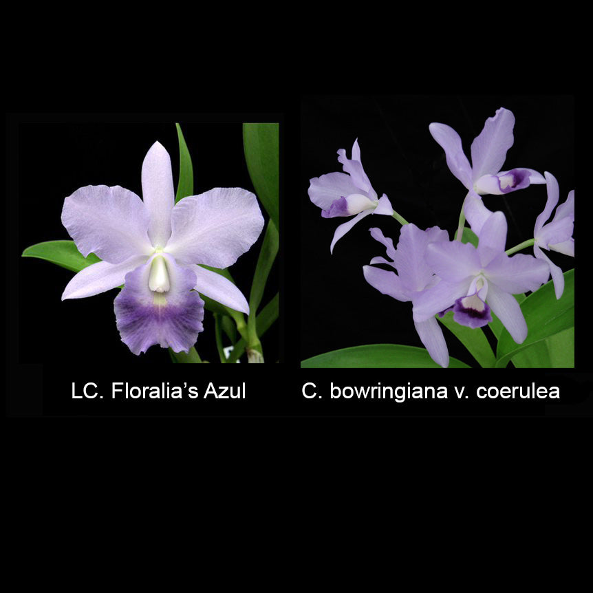 LC. Floralia's Azul x C. bowringiana var. coerulea
