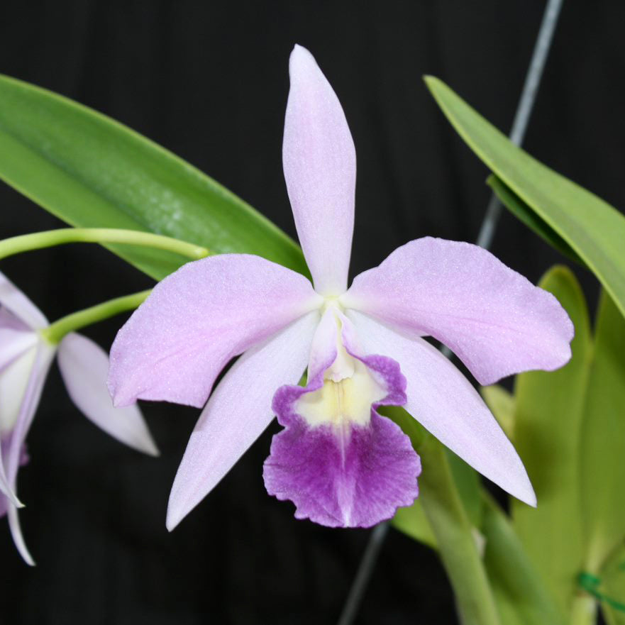 LC. Heidi Kirkpatrick