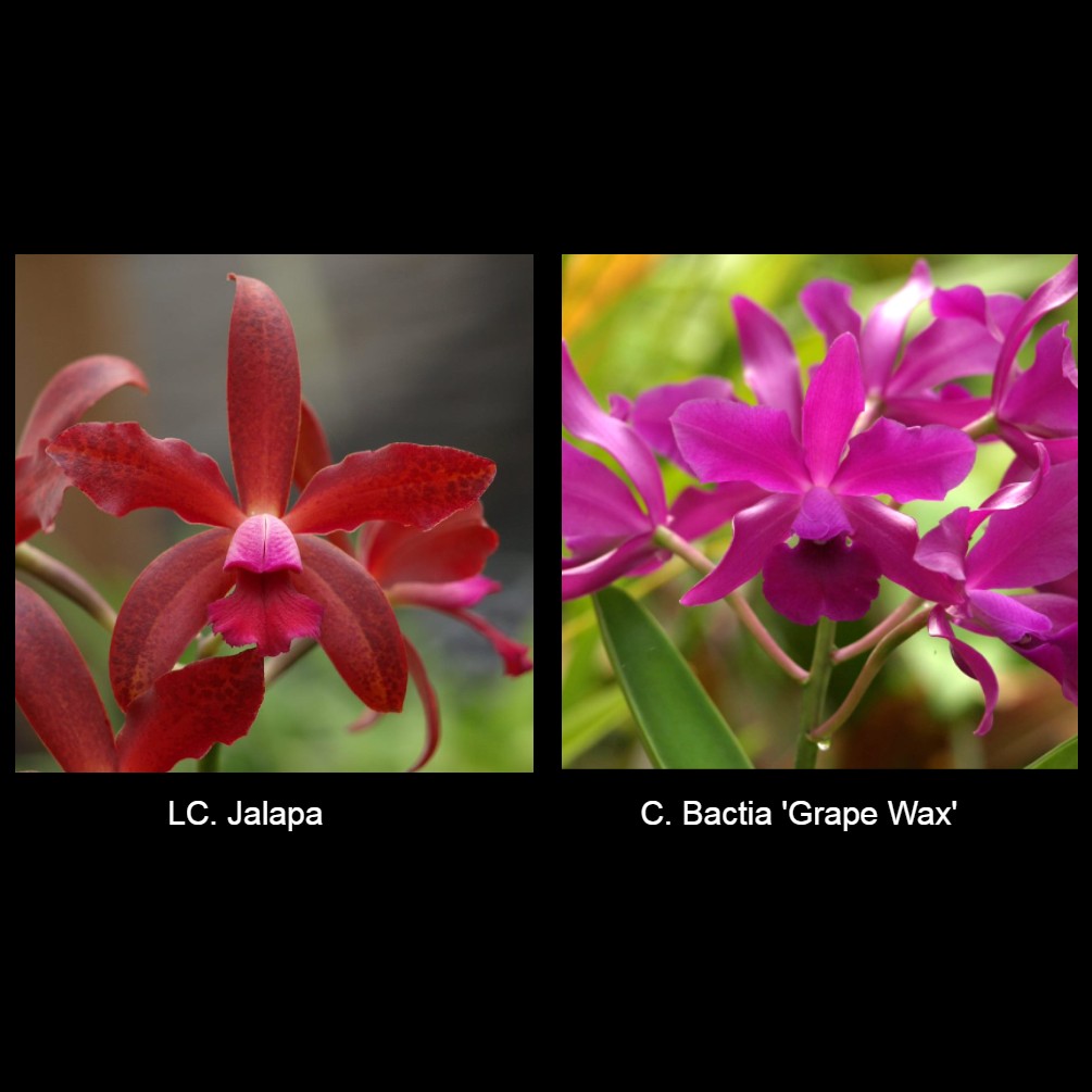 LC. Jalapa 'Ruben's Pick' 4N x C. Bactia 'Grape Wax'