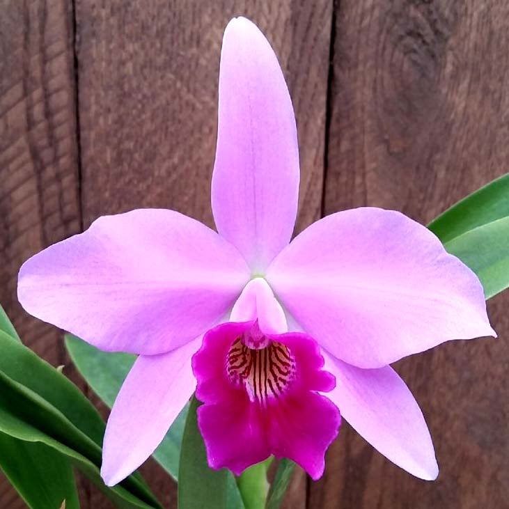 LC. Jewell’s Good Hope
