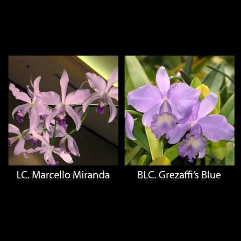 LC. Marcello Miranda x BLC. Grezaffi's Blue