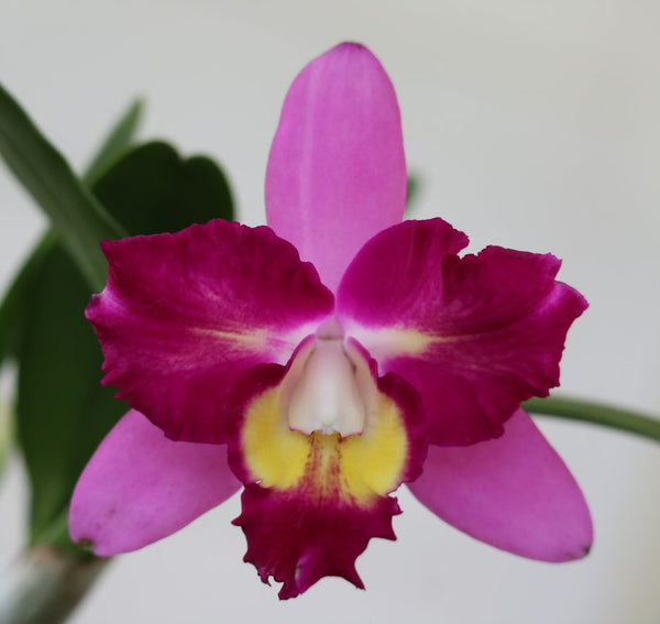 LC. Mari's Song 'CTM 217' HCC/AOS x SLC. Angel Eyes 'SVO' AM/AOS
