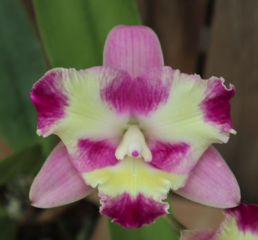 LC. Mari's Song 'CTM 217' HCC/AOS x SLC. Angel Eyes 'SVO' AM/AOS
