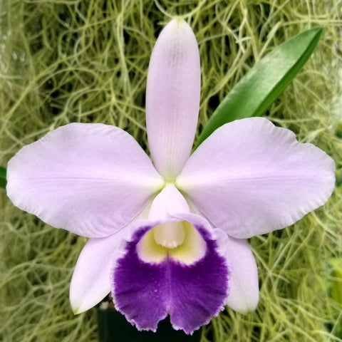 LC. Mini Blue Star