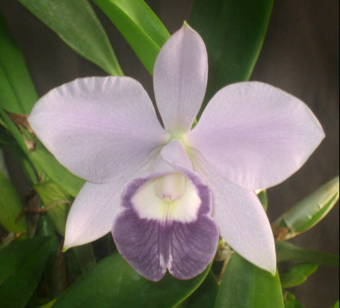 LC. Mini Purple var. coeruela ‘Shimanai’