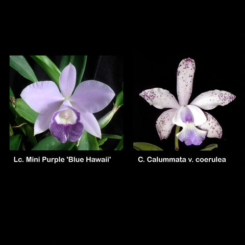 LC. Mini Purple 'Blue Hawaii' AM/AOS x C. Calummata var. coerulea