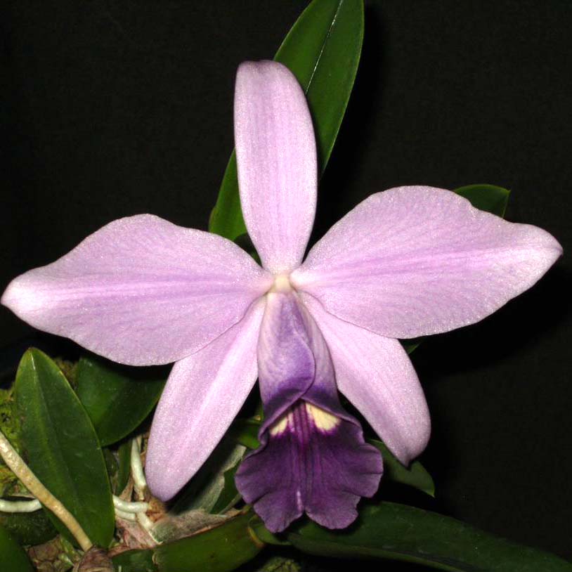 LC. Mini Symphony var. coerulea x Busy Bev 'Blue Jewel' AM/AOS