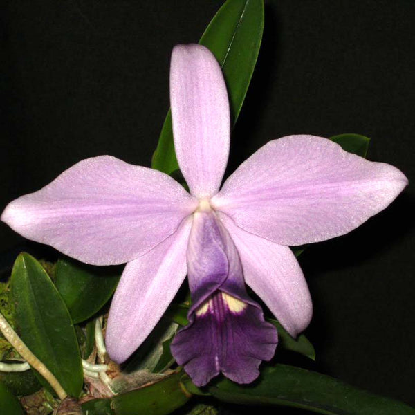Cattleya Mini Symphony 'Elfin Blue'