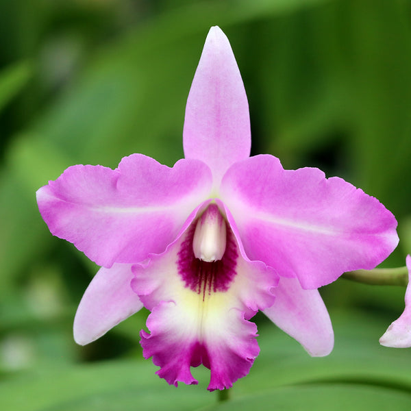 LC. Miss Wonderful