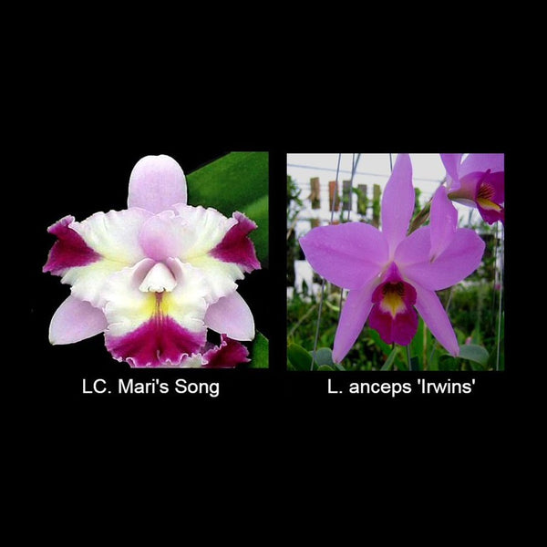LC. Miss Wonderful