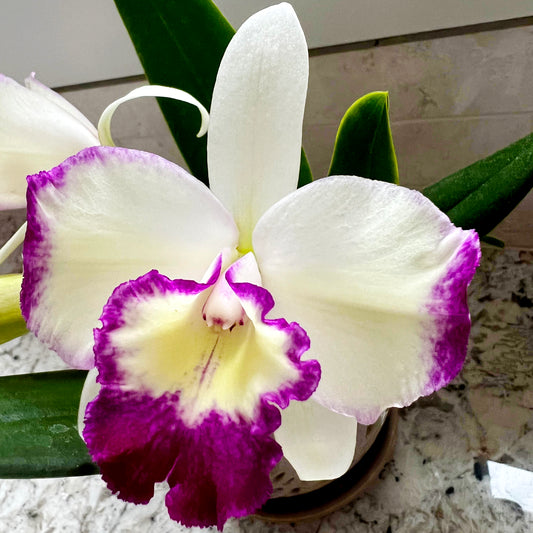 LC. Nice Holiday 'Suntopia' HCC/AOS