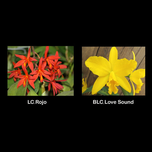 Rhyncattleanthe (Ctt. Rojo 'Barbara' HCC/AOS x Rlc. Love Sound 'Gold Country')