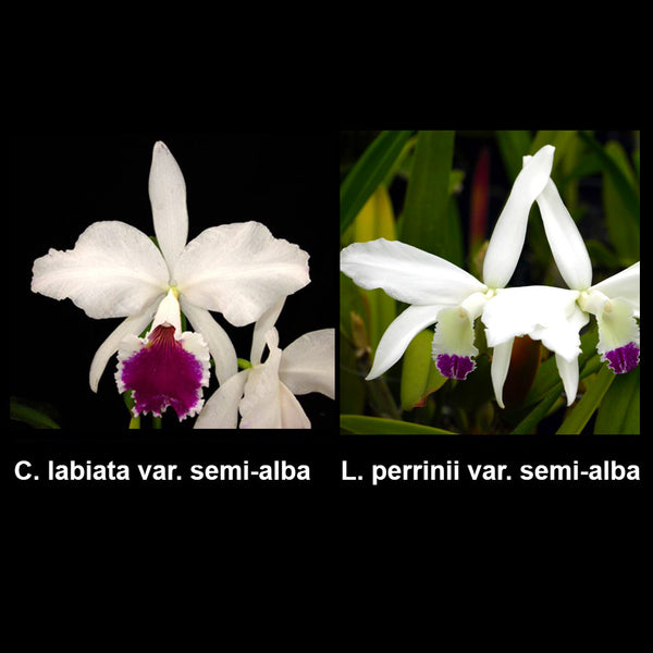 Cattleya Statteriana (C. labiata var. semi-alba x C. perrinii var. semi-alba)