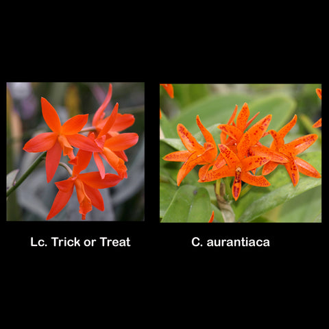 LC. Trick or Treat 'Orange Rock' x C. aurantiaca (spotted)