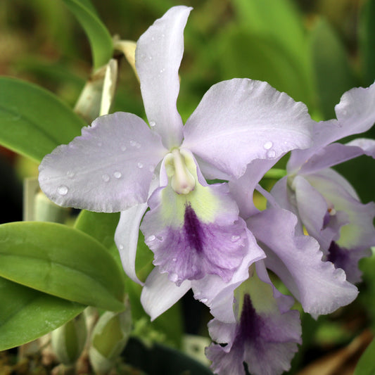 (LC. Schilleriana x Blue Moon) x C. bowringiana var. coerulea