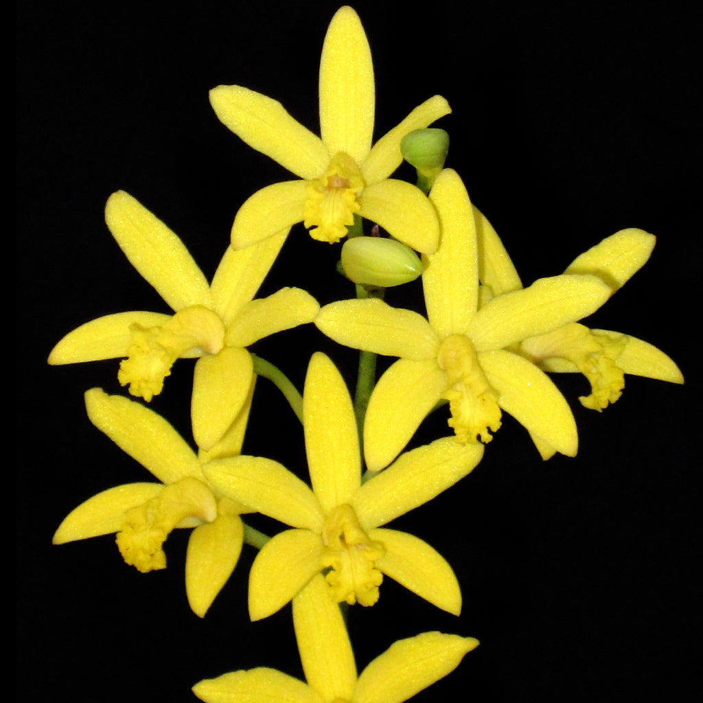 L. flava