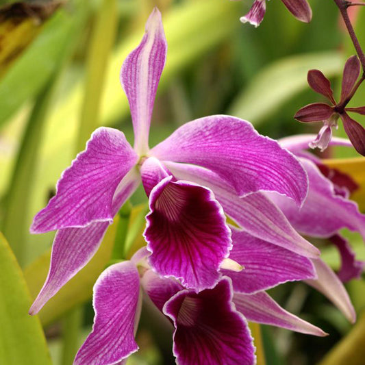L. purpurata var. rubra