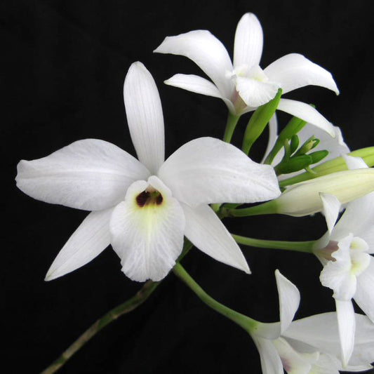 L. rubescens var. alba