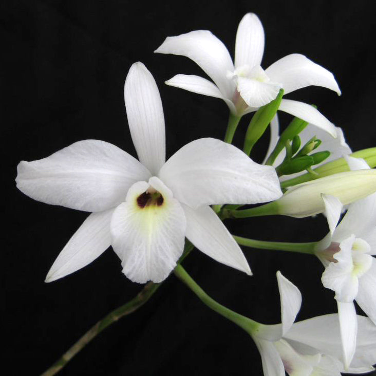 L. rubescens var. alba