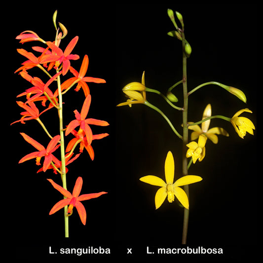 Cattleya sanguiloba x Cattleya gloedeniana 'Miranda' (L. macrobulbosa)