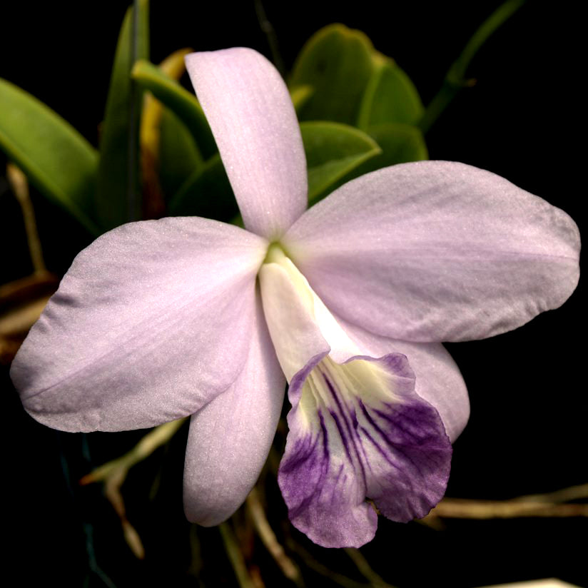 L. sincorana var. albescense x sincorana var. coerulea