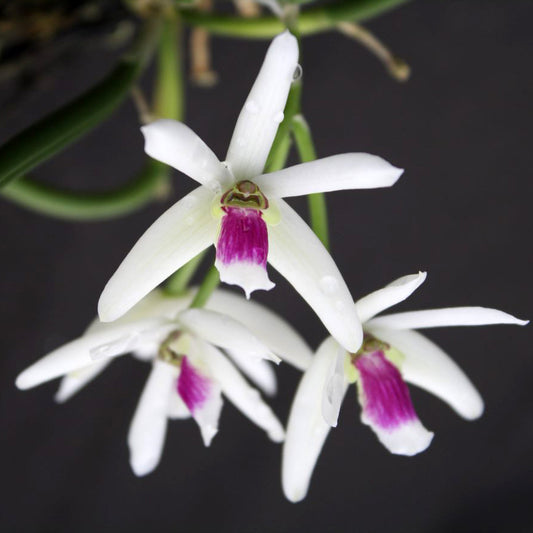 Leptotes bicolor