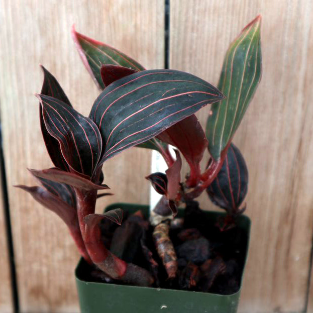 Ludisia discolor