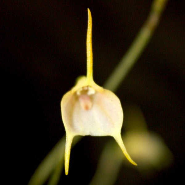 Masdevallia floribunda