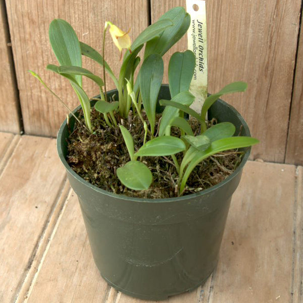 Masdevallia floribunda