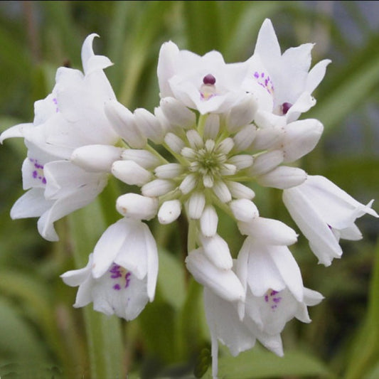 Polystacha benthamia (Neobenthamia gracilis)