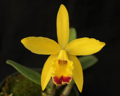 Pot. Little Toshie 'H&R' AM/AOS x L. angereri 'Best'
