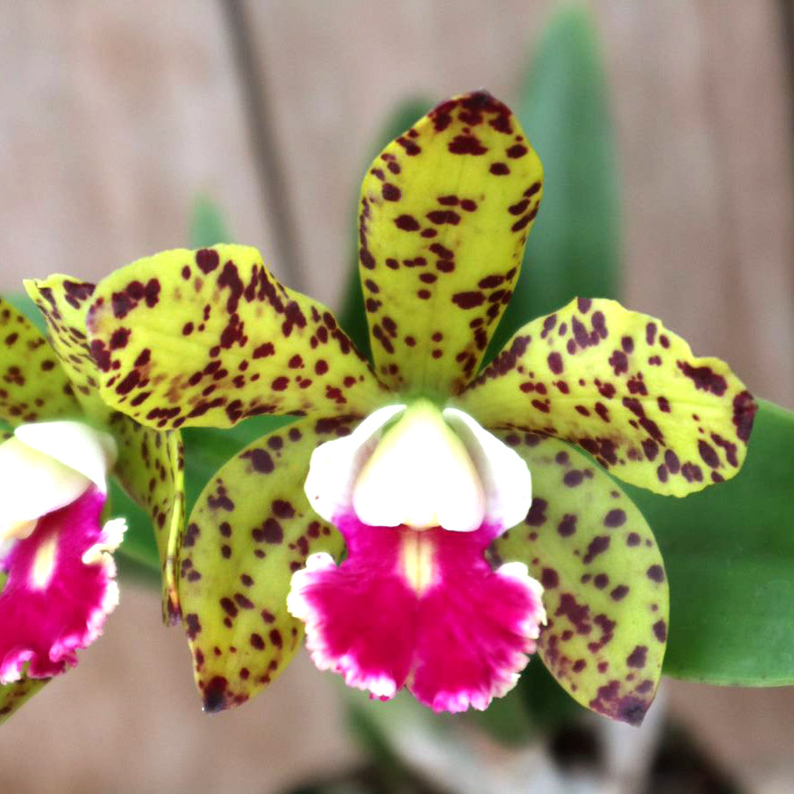 Pot. Naomi's Delight x SLC. Katherine Clarkson 'SVO' HCC/AOS