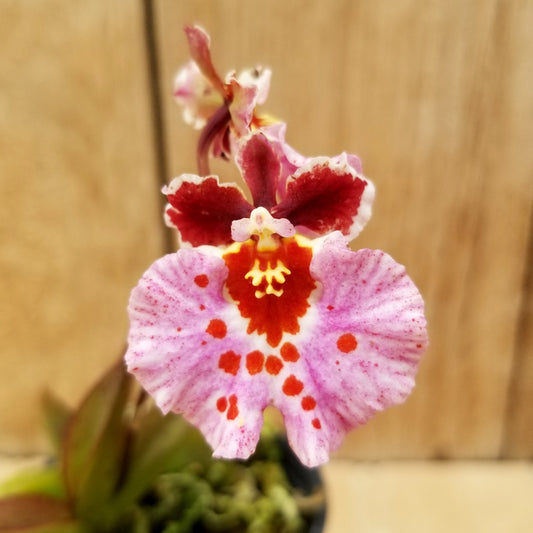 Rrm. Aiea Cornerstone x Love Bird