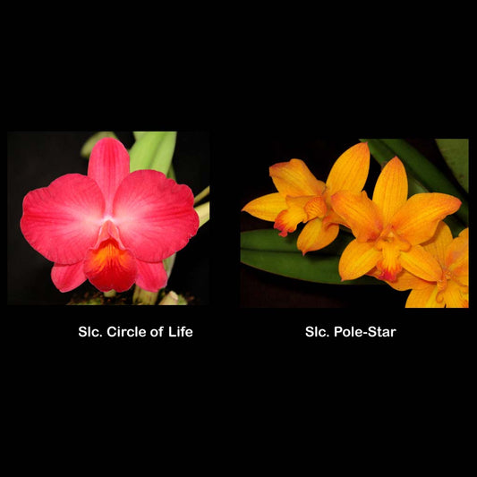 SLC. Star of Life