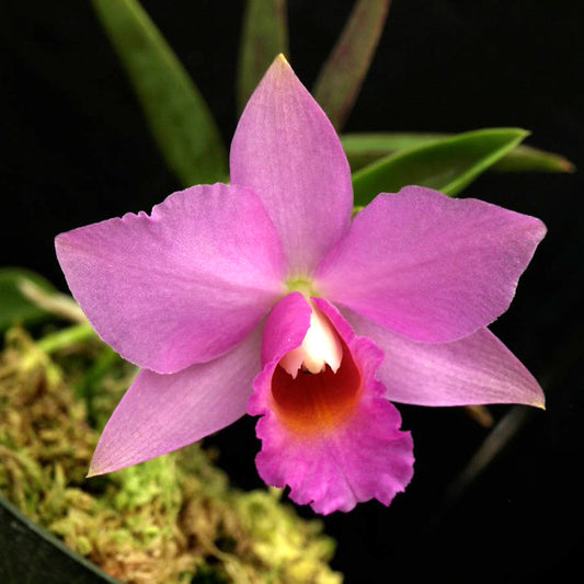 SLC. (Petite Doll x L. alaorii) 'Coral Queen' x self