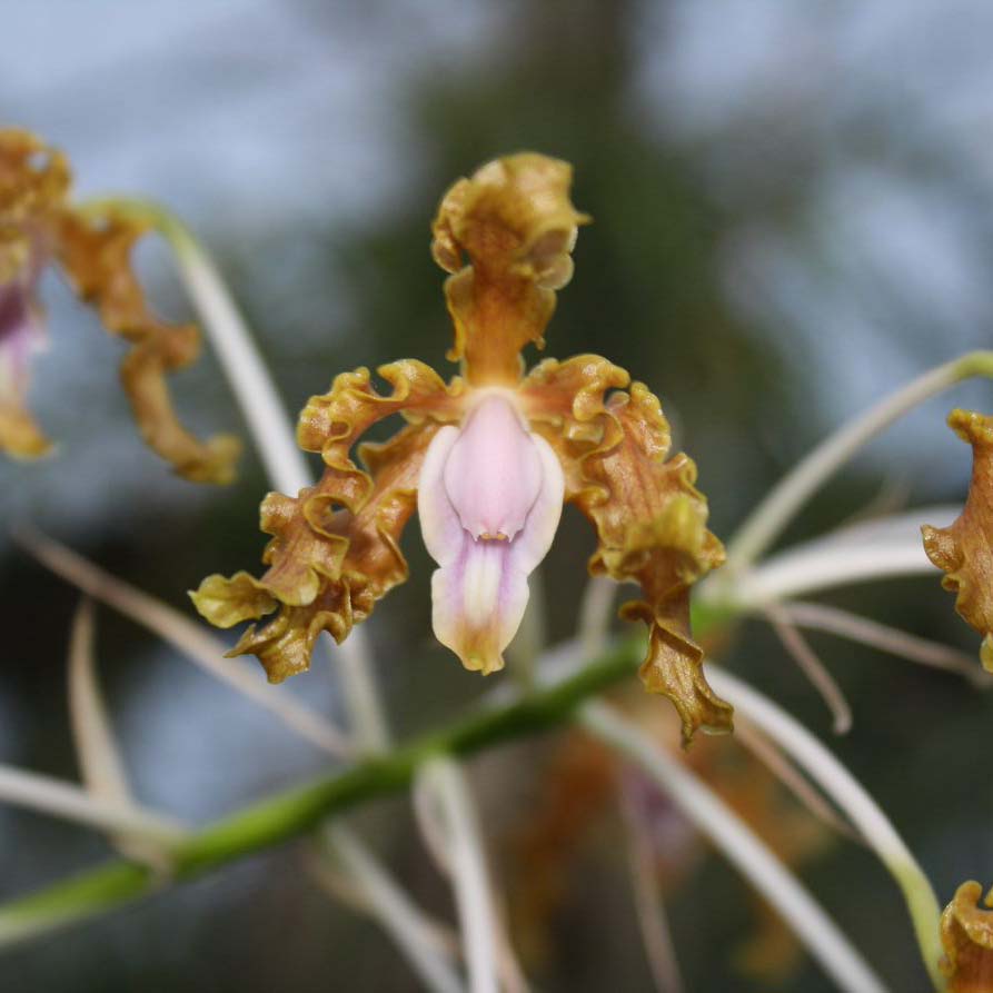 Schom. Wellesley 'Nelda' AM/AOS x moyobambae