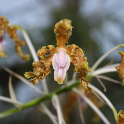 Schom. Wellesley 'Nelda' AM/AOS x moyobambae