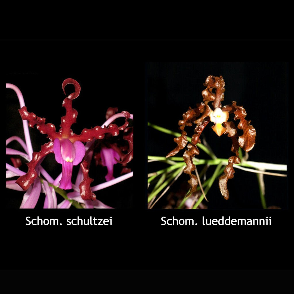 Schom. schultzei x  lueddemannii