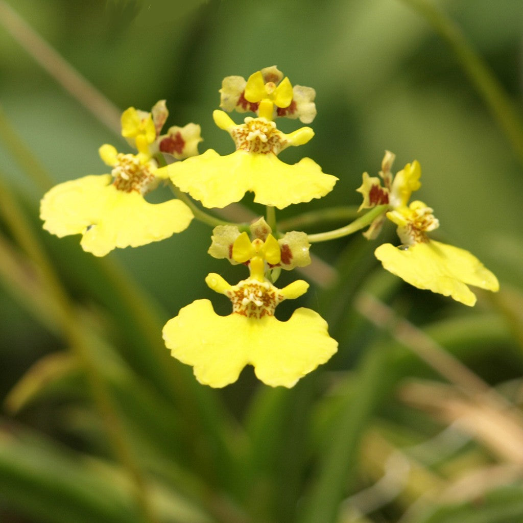 Tolumnia urophylla