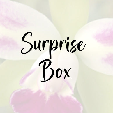 Surprise Box 4" Mericlones