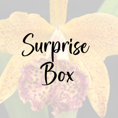 Surprise Box 4" Hybrids