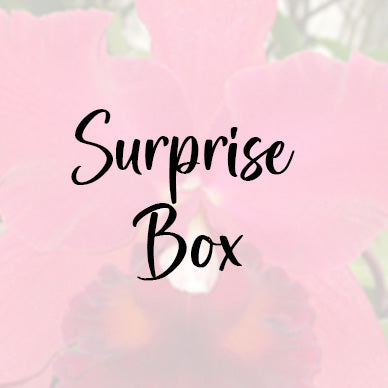 Surprise Box 2"-2.5" Hybrids